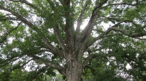 white-oak-tree-acorns